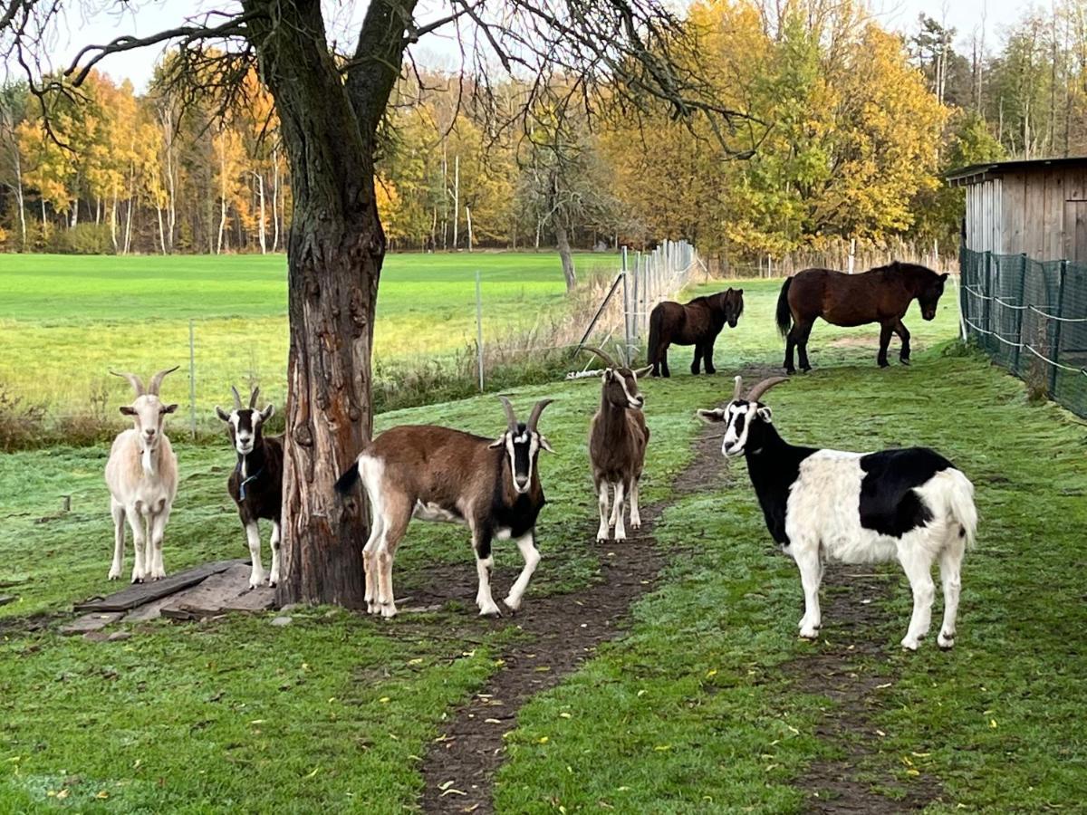Ferienhof Olbasee Kleinsaubernitz Экстерьер фото